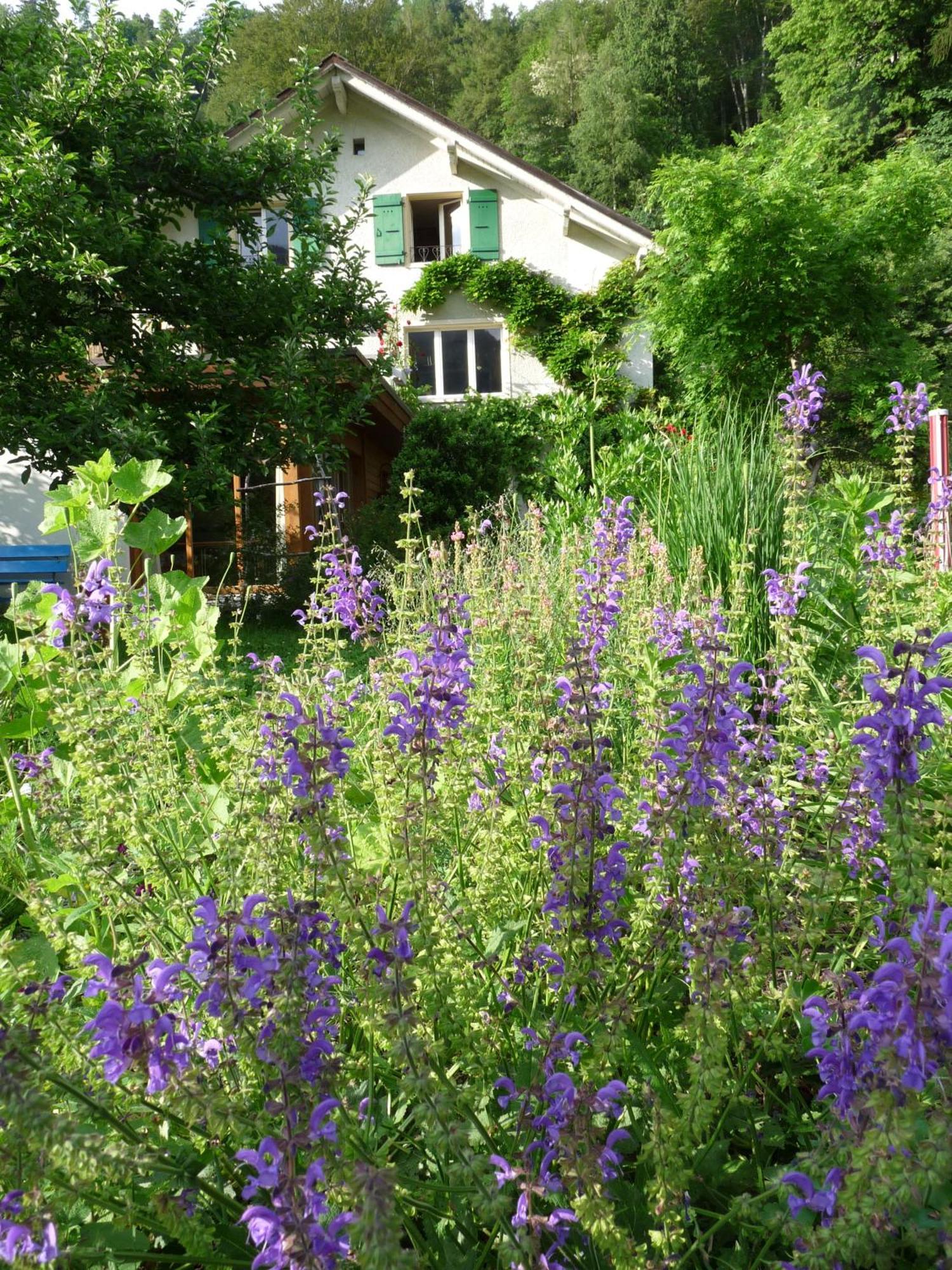 Dunkel Blaue Maus Bed & Breakfast Meiringen Luaran gambar