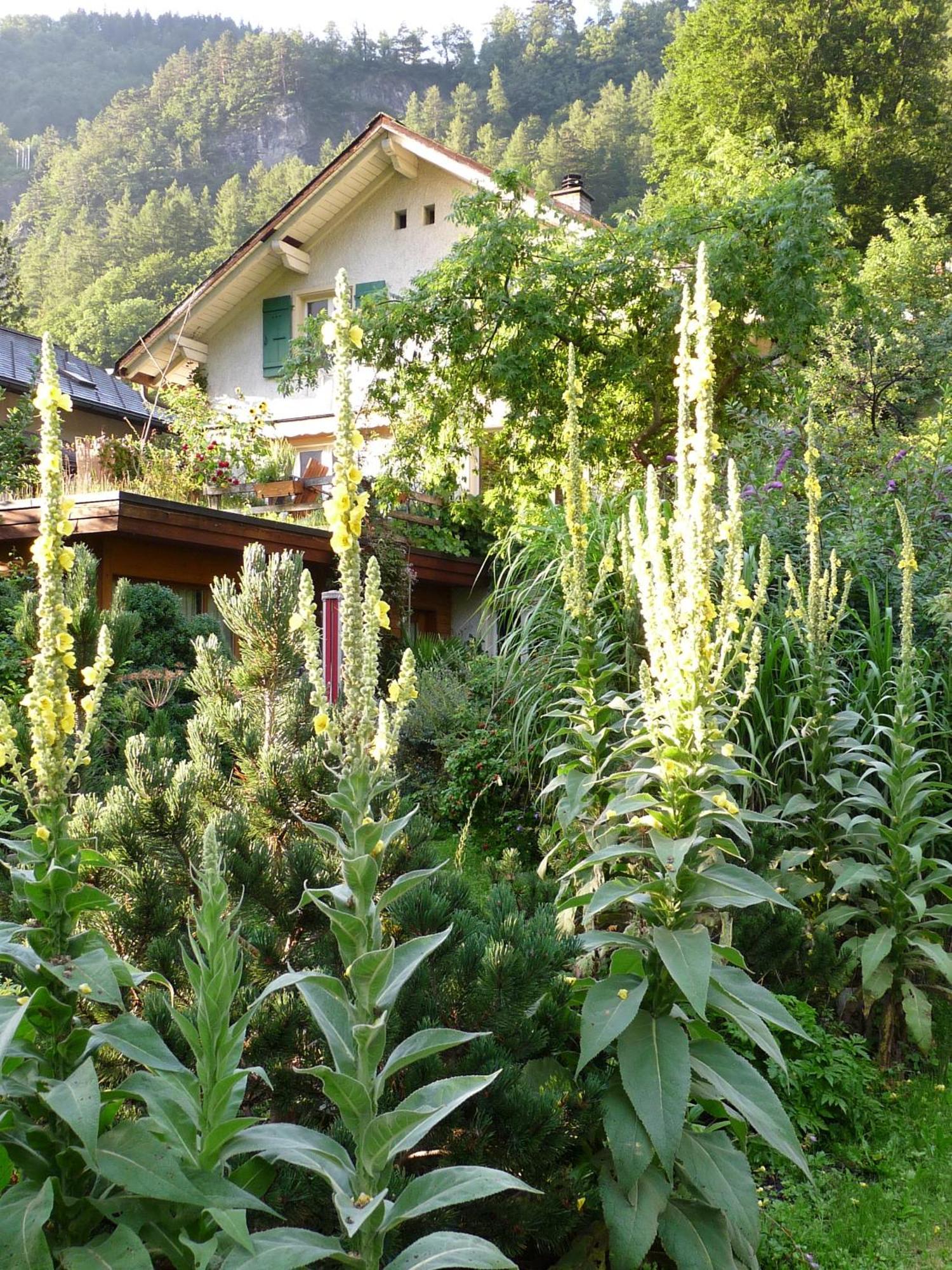 Dunkel Blaue Maus Bed & Breakfast Meiringen Luaran gambar